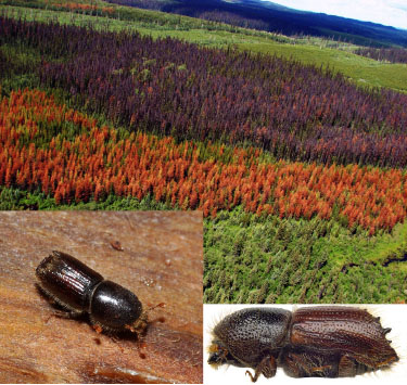 pinebeetles